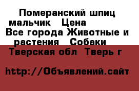 Померанский шпиц мальчик › Цена ­ 30 000 - Все города Животные и растения » Собаки   . Тверская обл.,Тверь г.